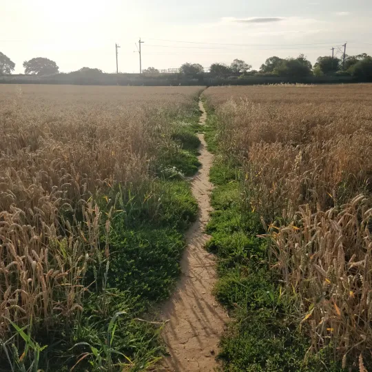 A desire path through a dry field